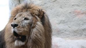 lav zoo zološki